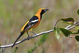 Hooded Oriole